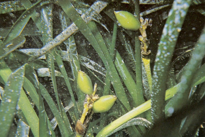 Olive di mare: frutti di Posidonia oceanica